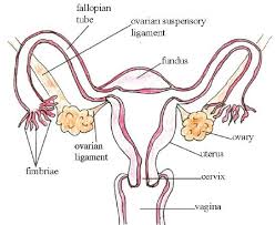 Anatomy labeling of the body parts. 22 6 Structures Of The Female Reproductive System Biology Libretexts