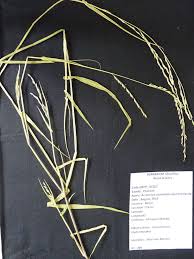 Image result for Acroceras zizanioides