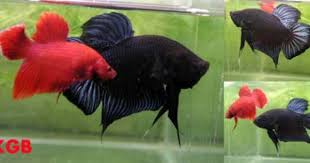 King Betta Google Search Betta Fish Betta Animals Beautiful