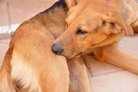 Itching Scratching Chewing Pruritis In Dogs Symptoms Causes Diagnosis Treatment Recovery Management Cost