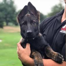 German shepherd puppies stamford ct. Grasso Dog Training And Shepherds