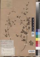 Image result for Geranium ocellatum