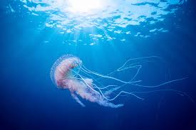 Image result for Janusia mediterranea