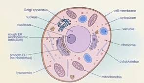 Animal cell and organelles a d e b f c g h part of factory cell organelle control room (e) nucleus factory manager dna/chromosomes assembly line (b) endoplasmic reticulum (er) assembly line workers (f) ribosomes janitor (a) lysosomes generator (h) mitochondria packing. Drag Each Label To The Correct Location On The Image A Diagram Of An Animal Cell Is Shown Below Brainly Com