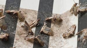 lebensmittelmotten bekampfen diese hausmittel helfen sofort wer motten in der kuche hat geht besser schnel lebensmittelmotten motten in der kuche hausmittel