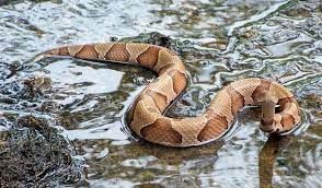 Water Moccasin Google Search Snake Snake Lovers Reptiles And Amphibians