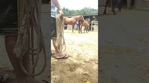 Kucıng & anjıng kawın sılang. Kuda Kawin Kuda Kawin Videos Kuda Kawin Clips Clipzui Com Kumpulan Kuda Kawin Horses Mating Horsesmating Kudakawin Tuosafeto Terimakasih Sudah Menonton