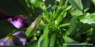 簡單種花 蟲蟲危機蚜蟲篇 igarden花寶愛花園http blog igarden com tw 2013 02 how to get rid of aphid html get rid of aphids plants aphids