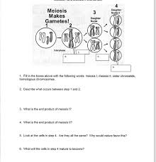 Worksheets are student exploration cell division gizmo answers, explore. Solved Fill In The Boxes Above With The Following Words Chegg Com