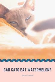 It's only natural for your cats to be curious about what you're eating, but there are plenty of things that cats can't eat, so it's always wise to check before letting your kitten snack off your plate. Can Cats Eat Watermelon Watermelon Cat Cat Questions Cats