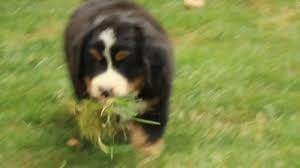 That said, we strongly advise that you take your new bernese mountain dog dallas. Bernese Mountain Dog Puppies For Sale Greenfield Puppies