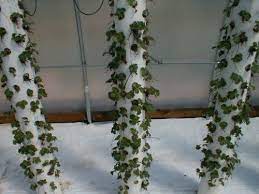 We did not find results for: Pvc Strawberry Planter Strawberry Tower Vertical Garden Diy How To Grow Strawberries Vertically