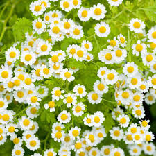 Feverfew Is Among Nature S Most Powerful Plants That Contain Medical Benefits The Plant Is Covered By Flowers Reminis Medicinal Plants Feverfew Feverfew Plant