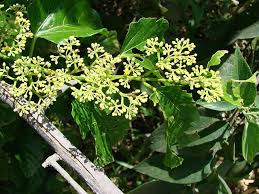 Image result for Cissus cornifolia