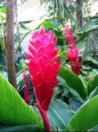 Pick Tropical Flowers For Wedding Decoration Ginger Flower Tropical Flowers Flowers