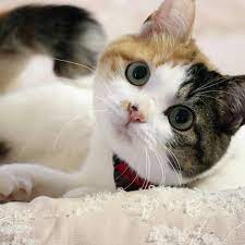 ２月５日 おかあしゃん 遊ぶにゃ ソファの上で こんなお顔 ねこ みけねこ ネコ ねこのきもち 保護猫 三毛猫部 catstagram にゃんだふるらいふ みんねこ ねこ部 猫部 ペコねこ部 いろは 日々の暮らし instacat 美猫 可愛すぎる動物 みけねこ