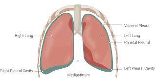 The anterior mediastinum is located anterior to a line drawn along the anterior trachea and posterior heart. Anatomy Thorax Mediastinum Article