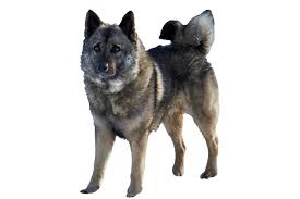 Image result for norwegian elkhound grey