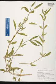 Image result for Alternanthera sessilis