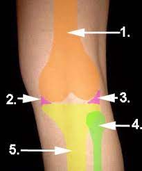 Je nach schmerzlokalisierung spricht der orthopäde von vorderen, inneren, äußeren und periartikulären. Knieschmerzen Auf Der Innenseite Was Steckt Dahinter