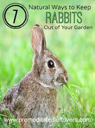 Here are some great gardening tips on how to repel rabbits from your vegetable garden with good smelling herbs that rabbits hate. 7 Natural Ways To Repel Rabbits From Your Garden