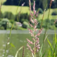 Image result for Phalaris