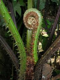 Image result for Cyatheaceae