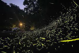 نتیجه جستجوی لغت [fireflies] در گوگل