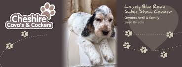 Check spelling or type a new query. Cocker Spaniels Raffles Cockapoos