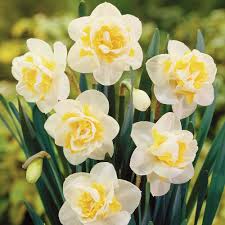 Double Daffodil Narcissus Bridal Crown Http Www Vanmeuwen Com Medias Sys Master 8809431564318 Jpg Narcissus Flower Flower Seeds Daffodil Bulbs