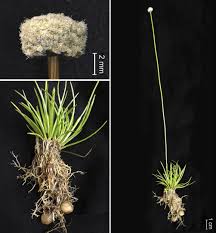 Image result for Eriocaulaceae