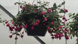 In hotter climates protect from the afternoon sun. Hang Dollar Princess Fuchsia Youtube