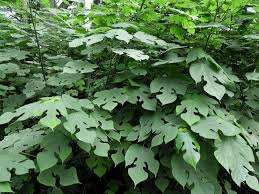 Image result for Broussonetia