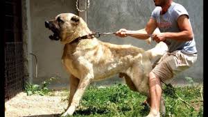 Turkish Kangal Kangal Dog Guard Dogs Dogs