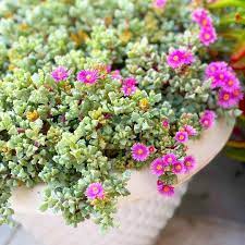 Pink Ice Plant Succulent Blooming Succulents Ice Plant Plants