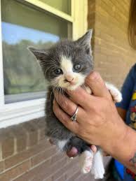 Who wants one of these cute babies!? Free to a good home!!