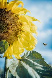 Basically, all popular wallpapers are changing regularly. Hd Black Sunflower Wallpapers Peakpx