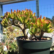 Image result for Crassula granvikii