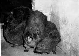 Image result for Oreophyton falcatum