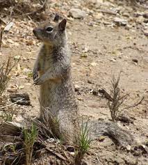 California Ground Squirrel Crystal Cove State Beach Animals Beautiful Cute Squirrel Squirrel