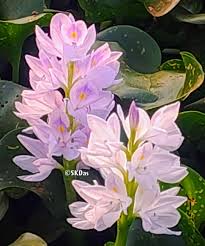 Image result for Pontederia crassipes