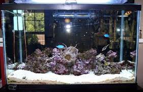 Bring your aquarium to life with vibrant colors and realistic coral. Establishing Up A Clean Up Crew In Your Saltwater Aquarium