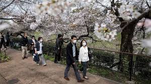 Musim bunga sakura sama populernya dengan orang jepang dan pengunjungnya, menjadikan musim semi salah satu waktu paling populer untuk mengunjungi negara ini, bersama dengan musim gugur, ketika dedaunan hutan jepang berkobar merah dan emas. 6 Cara Nikmati Mekar Bunga Sakura Dari Jepang Sampai Wuhan