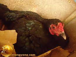Ayam yang sudah tergolong dewasa adalah yang sudah mencapai usia 6 bulan. Cara Mempercepat Induk Ayam Bertelur Kembali