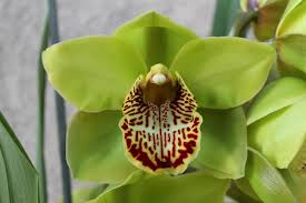 Image result for Cycnium recurvum