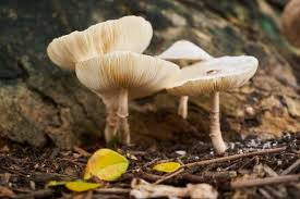 We did not find results for: Kingdom Fungi Pengertian Struktur Klasifikasi Ciri Umum