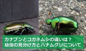 カナブンとコガネムシの違いは 幼虫の見分け方とハナムグリについて 生物モラトリアム
