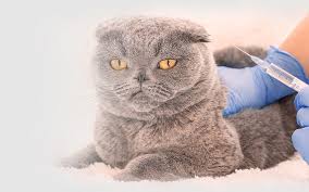 We did not find results for: Abbey Vet Hospital L Low Cost Pet Vaccines Antioch Vaccinations Antioch