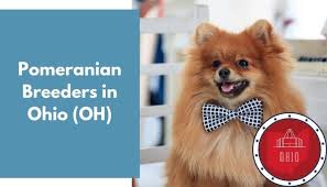 Posh puppy in beverly hills has stopped selling puppies. 13 Pomeranian Breeders In Ohio Oh Pomeranian Puppies For Sale Animalfate