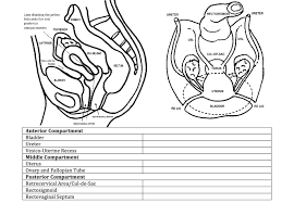 Department of radiology and biomedical imaging,. Template Used To Report Expert Transvaginal Ultrasound Download Scientific Diagram
